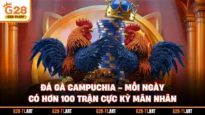 Đá Gà Campuchia - Mỗi Ngày Có Hơn 100 Trận Cực Kỳ Mãn Nhãn