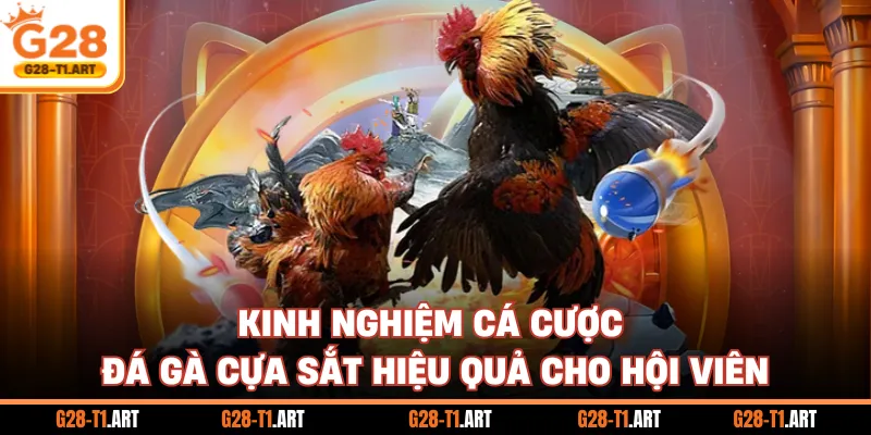 Kinh Nghiệm Cá Cược Đá Gà Cựa Sắt Hiệu Quả Cho Hội Viên
